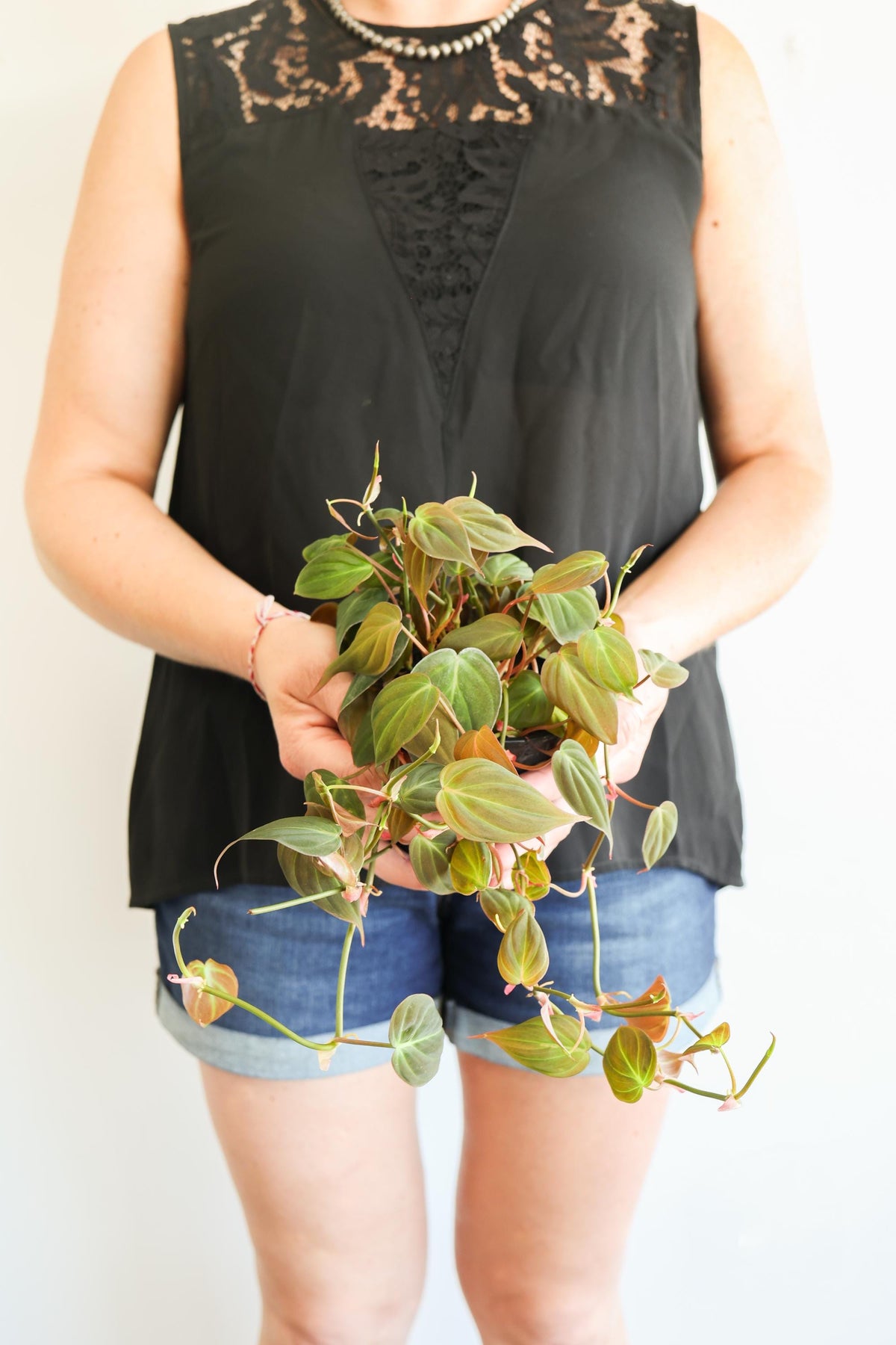 Micans Philodendron
