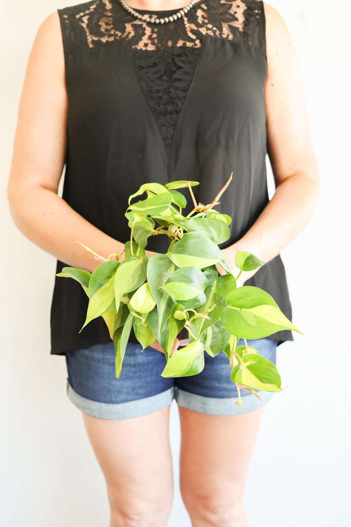 Brazil Philodendron