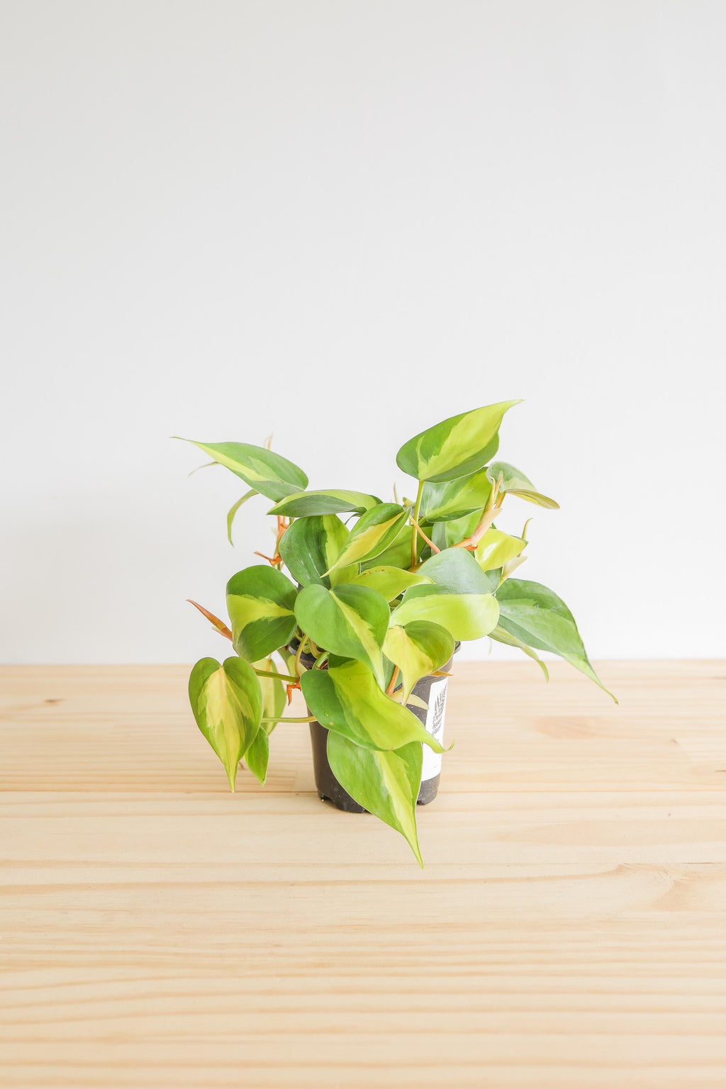 Brazil Philodendron