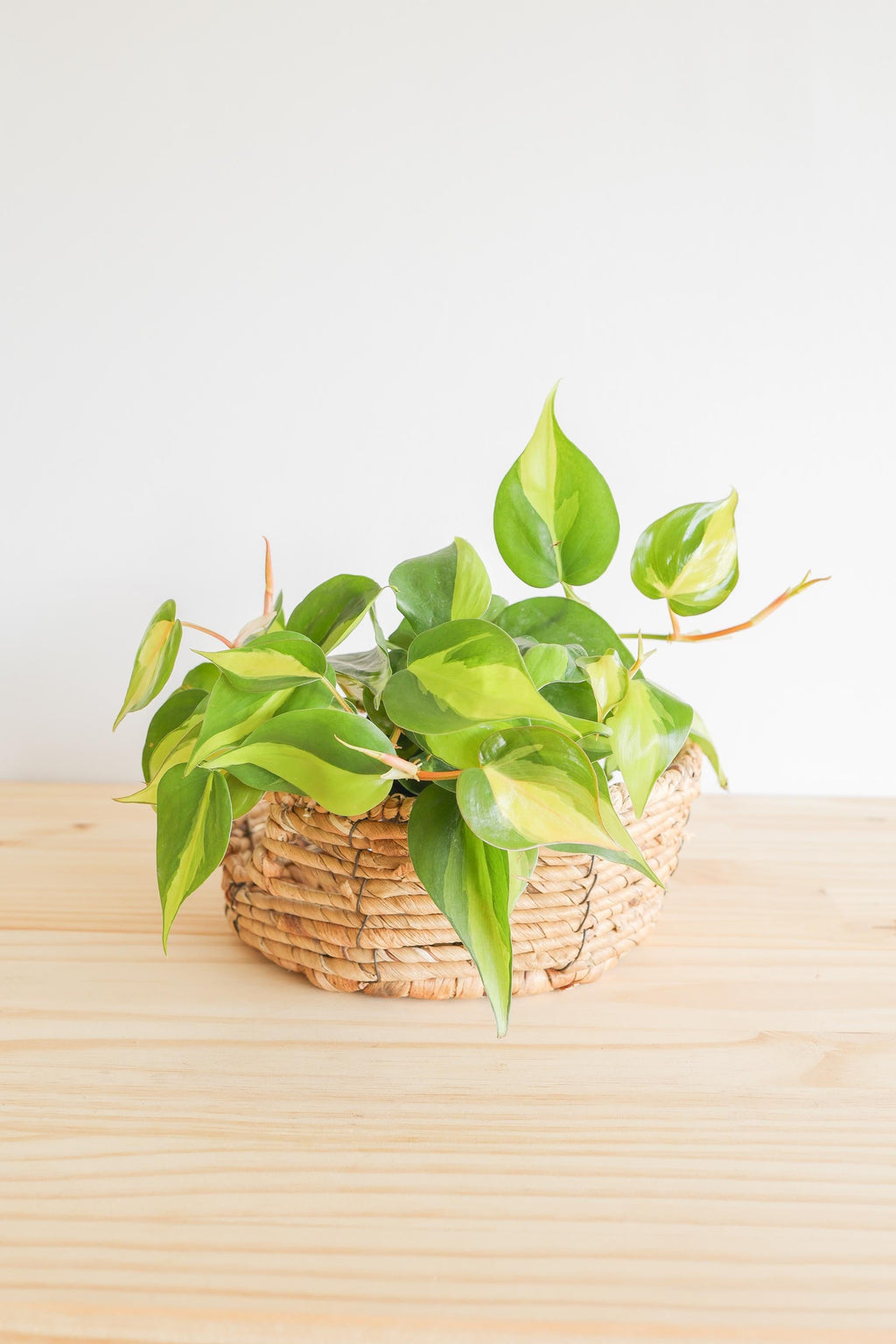 Brazil Philodendron