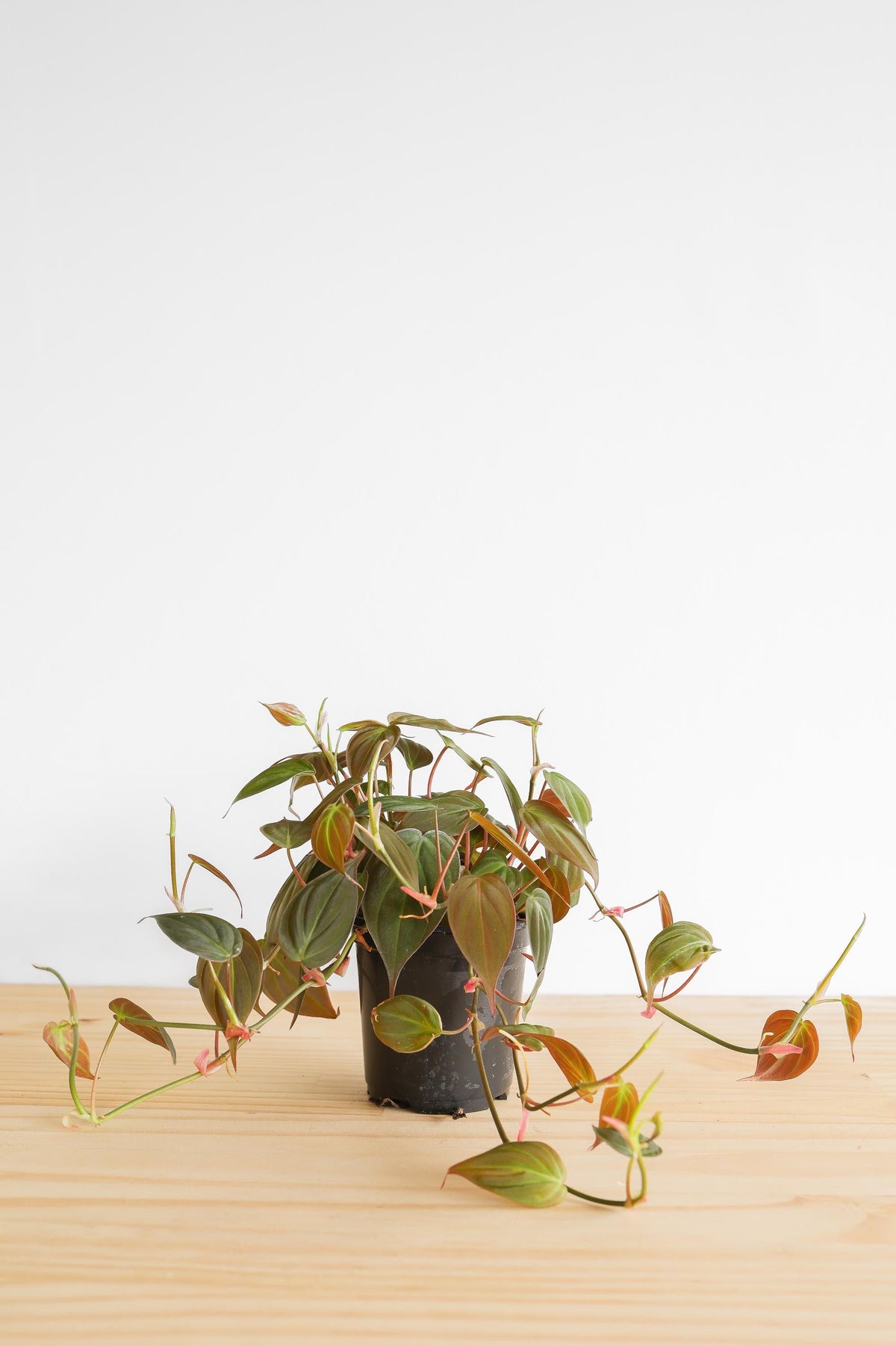 Micans Philodendron