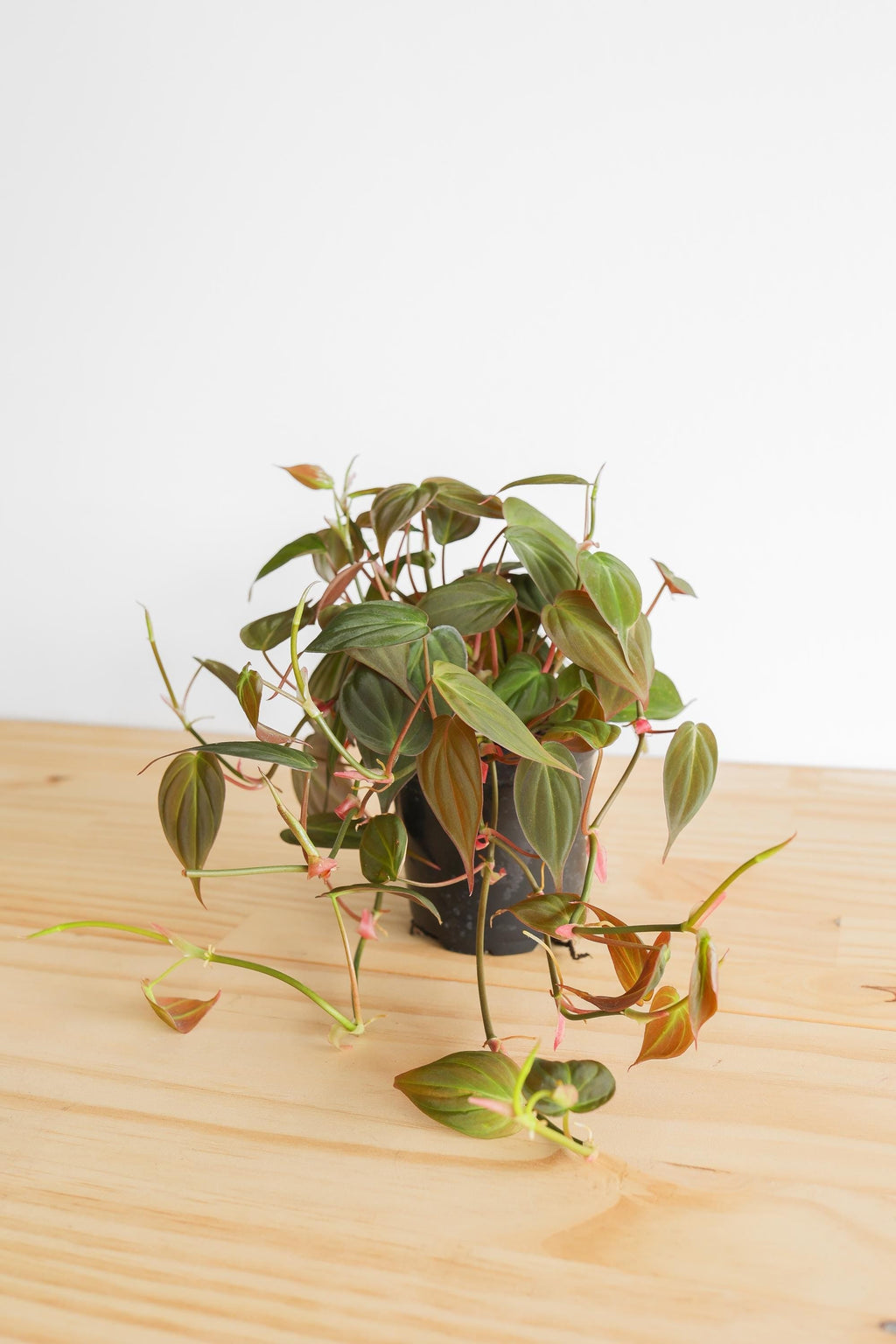 Micans Philodendron