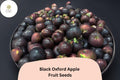 Black Oxford Apple Seeds – Heirloom Maine Variety, Fresh Viable Fruit Tree Seeds for Planting, Dark Purple-Black Skin, Crisp Flavor
