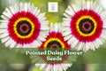 Painted Daisy Flower Seeds – Perennial, Pink, Red & White Blooms, Tanacetum coccineum, Pollinator-Friendly, Easy to Grow