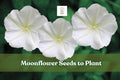Moonflower Seeds – Climbing White Flowers for Night Gardens – Ipomoea alba – 50 Pack