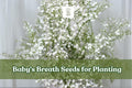 Baby's Breath Seeds - 5,000 Count - White Annual Flowers - Gypsophila elegans - Easy to Grow for Gardens & Bouquets
