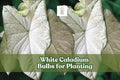 White Caladium Bulb - Fast-Growing Foliage Plant, Caladium bicolor, White with Green Edges, Ideal for Indoor/Outdoor Shade