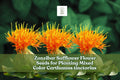 Zanzibar Safflower Seeds – Mixed Color Carthamus tinctorius for Planting, Drought-Tolerant, Pollinator-Friendly, Cut & Dried Flowers