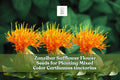 Zanzibar Safflower Seeds - 30 Mixed Color Carthamus tinctorius - Drought-Tolerant Garden Flower for Pollinators and Arrangements