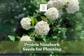Prairie Ninebark Seeds – Physocarpus opulifolius Native Shrub for Landscaping, Erosion Control & Wildlife Gardens