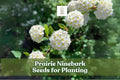 Prairie Ninebark Seeds - 50 Count - Physocarpus opulifolius - Native Shrub for Landscaping & Wildlife Gardens