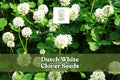 Dutch White Clover Seeds – Low-Growing Perennial Ground Cover, Trifolium repens, White Blooms, Drought-Tolerant, Pollinator-Friendly