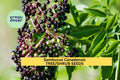 American Elderberry Seeds (Sambucus canadensis) Native Shrub for Wildlife Gardens, Hedgerows & Landscaping