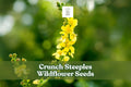 Wildflower Seeds – Agrimonia eupatoria – Yellow Perennial for Meadows & Wildlife Gardens – Drought & Deer Resistant