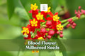 Blood Flower Milkweed Seeds – Asclepias curassavica – Vibrant Red and Orange Flowers, Monarch Butterfly Host Plant, Pollinator Attractant