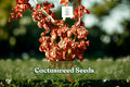 Cactusweed Seeds – Rumex crispus Curly Dock Perennial Herb for Gardens & Wildlife Areas, Drought-Tolerant, Low-Maintenance, 50 Seeds