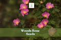 50 Woods Rose Seeds – Rosa woodsii Wild Rose Perennial Shrub with Pink Blooms for Gardens, Wildlife & Native Plantings