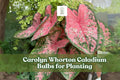 Caladium Bulbs 2 Pack | Pink & Green Foliage for Shady Gardens & Containers | Caladium bicolor