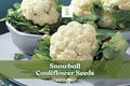 Snowball Cauliflower Seeds – Heirloom Brassica oleracea var. botrytis, Dense White Heads, Easy to Grow, Cool-Season Vegetable