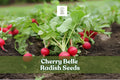 Cherry Belle Radish Seeds – 250 Count – Fast Growing Crisp Red Vegetable – Raphanus sativus – Ideal for Salads and Snacking