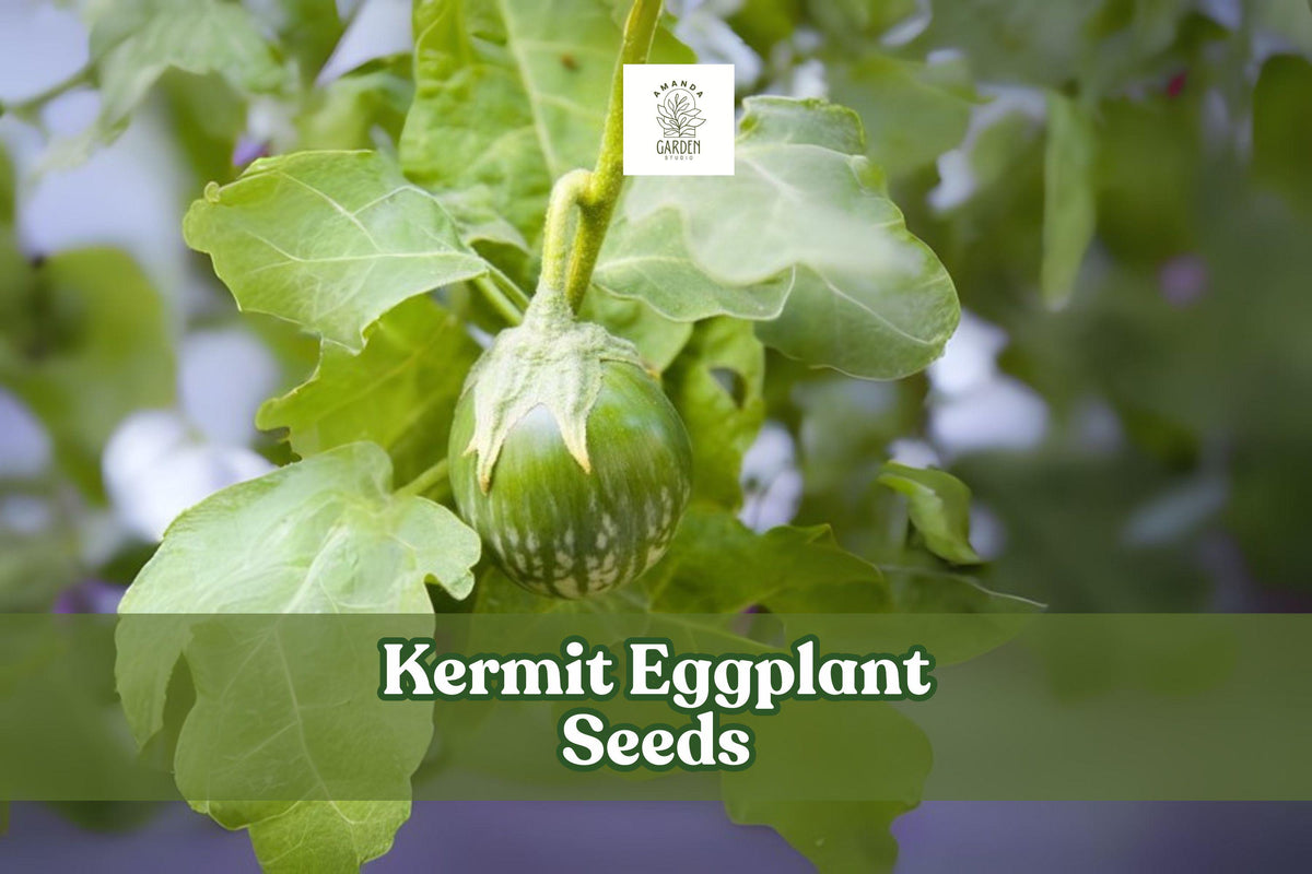 Kermit Eggplant Seeds 20+ Pack - Thai Round Variety - Solanum melongena - Compact Plants for Container Gardening
