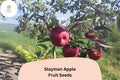 Stayman Apple Seeds, Heirloom Tart-Sweet Variety, Malus domestica, for Growing Fruit Trees