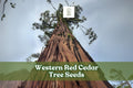 50 Western Red Cedar Tree Seeds - Thuja plicata - Long-Lived Evergreen - Non-GMO Seeds for Landscaping and Windbreaks
