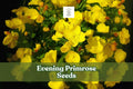 100 Evening Primrose Seeds – Oenothera biennis, Yellow Night-Blooming Wildflower for Gardens, Pollinator Attractant