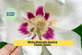 White Magnolia Sapling – Live Bare Root Big Leaf Magnolia Tree, Magnolia macrophylla, 12+ Inches, Ornamental Flowering Tree for Garden
