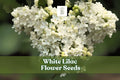 White Lilac Seeds - 100 Count - Fragrant White Flowers for Garden & Landscaping - Syringa vulgaris - Attracts Pollinators