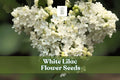 White Lilac Seeds - Fragrant Syringa vulgaris for Garden, Hedges & Borders, White Bloom, Pollinator Attractant