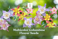 Multicolor Columbine Flower Seeds – Non-GMO Aquilegia Mix for Gardens, Pollinators & Borders