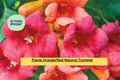 Trumpet Vine Live Bare Root Plant – Flame Orange Red Blooms, Perennial Climbing Vine, Campsis radicans