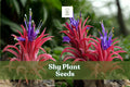 10 Shy Plant Seeds - Tillandsia ionantha Air Plant - Unique Bromeliad for Indoor/Outdoor Displays - Low Maintenance, Tropical Flair