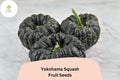 Yokohama Squash Seeds | Rare Japanese Heirloom Winter Squash with Orange Flesh | Cucurbita moschata
