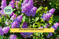 10 Bare Root Lilac Bushes Set – Purple & White Syringa vulgaris Hardy Perennial Shrubs for Garden Borders and Fragrant Spring Blooms