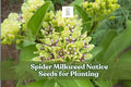50 Spider Milkweed Seeds - Pollinator-Friendly Perennial, Green & Purple Blooms, Asclepias viridis, Drought-Tolerant Wildflower