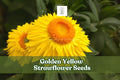 Golden Yellow Strawflower Seeds - 100 Helichrysum bracteatum - Everlasting Blooms for Cut Flower Gardens, Pollinator-Friendly