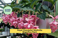 Royal Chandelier Medinilla Magnifica Live Starter Plant – Rare Tropical Houseplant with Pink Blooms, Exotic Indoor Orchid