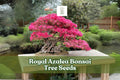 30 Royal Azalea Seeds - Rhododendron schlippenbachii - Pink-White Flowering Shrub for Bonsai, Garden Borders, or Landscapes