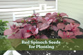 500 Red Spinach Seeds - Chinese Amaranth - Nutritious Leafy Green - Amaranthus spp. - Easy to Grow for Garden or Pots