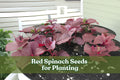 Red Spinach Seeds 500 Pack – Chinese Amaranth Vegetable – Nutritious Leafy Green – Amaranthus spp.