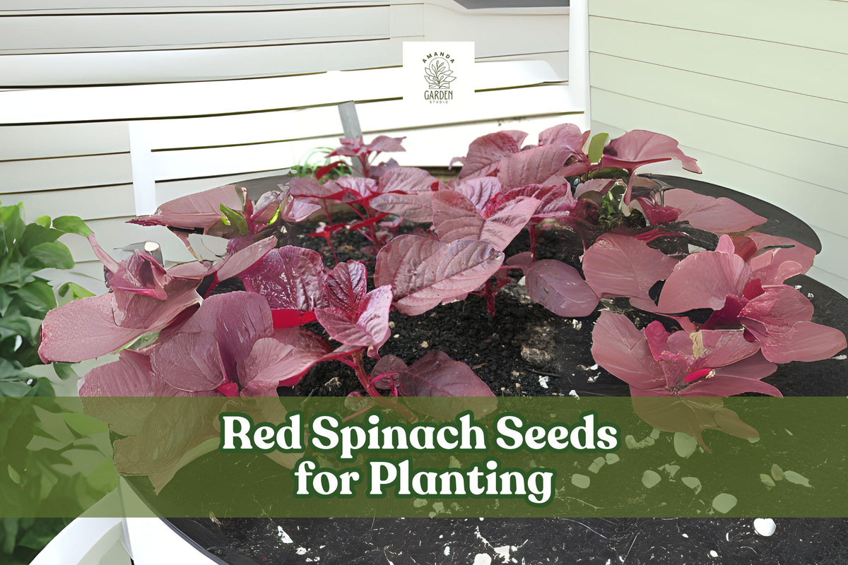 Red Spinach Seeds 500 Pack – Chinese Amaranth Vegetable – Nutritious Leafy Green – Amaranthus spp.