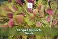 500 Striped Spinach Seeds – Yin Cho Callaloo – Nutritious Leafy Green for Planting (Amaranthus spp.) - Non-GMO, Fast-Growing