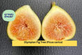 Olympian Fig Tree Live Starter Plant – Bare Root Ficus carica Hardy Fruit Tree with Large Sweet Figs for Garden or Container
