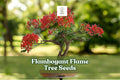 20 Flame Tree Seeds - Delonix regia - Exotic Red Flowering Bonsai - Tropical Ornamental for Containers or Landscapes