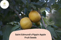 Saint Edmund’s Pippin Apple Seeds | Rare Heirloom Russet Variety | Malus domestica | Golden Russet Apples for Orchard & Garden