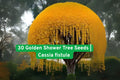 Golden Shower Tree Seeds, Cassia Fistula, Yellow Flowering Ornamental Tree, Tropical Garden Planting Seeds, Non-GMO, Made in USA