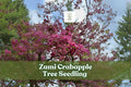 Zumi Crabapple Tree Seedling - Pink White Blossoms - Malus zumi - Hardy Ornamental Tree for Gardens and Landscapes