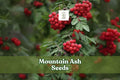 Mountain Ash Seeds - 50 Pack - Red Berries & White Flowers - Sorbus aucuparia - Hardy Ornamental Tree for Landscaping